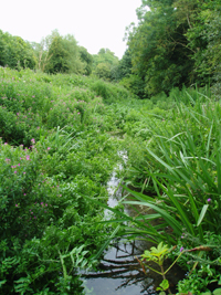 Broadwater Bridge riverfly monitoring site