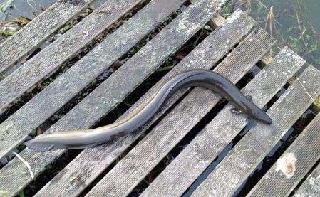 An eel found in the Chess